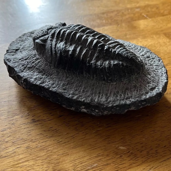 Trilobite fossil - Picture 5 of 14